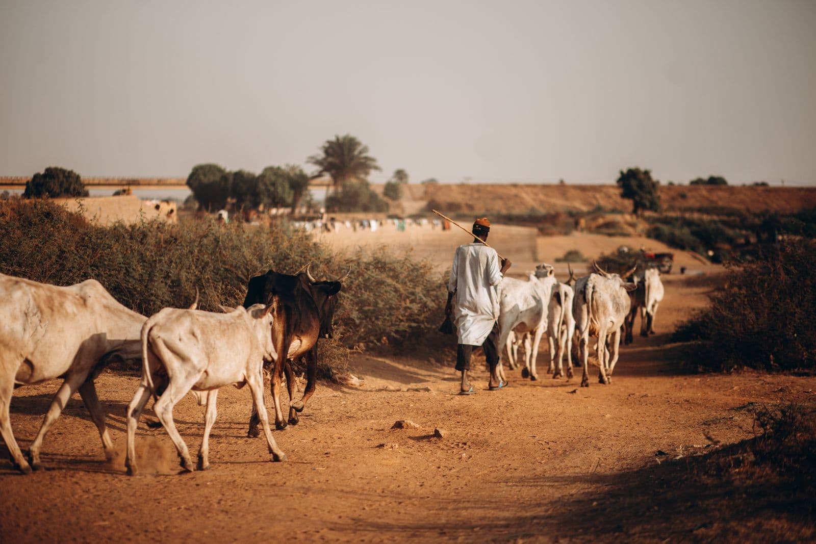 Banditry's Heartland: How Nigeria's North-West Came Apart